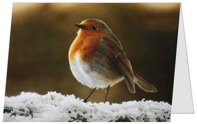 Pack of 10 Airbrush Charity Christmas Cards (A6 size): \'Robin in Snow\' by Alexander Medwell (100% of profit £1.22 donated to Cancer Research)