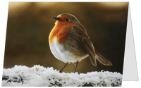 Pack of 10 Airbrush Charity Christmas Cards (A6 size): 'Robin in Snow' by Alexander Medwell (100% of profit £1.22 donated to Cancer Research)